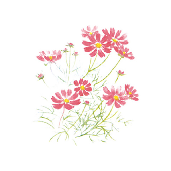 秋桜