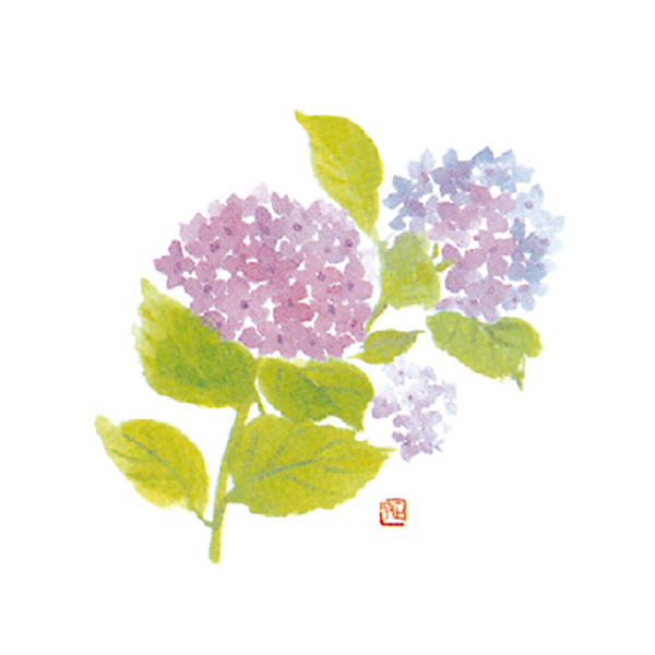紫陽花