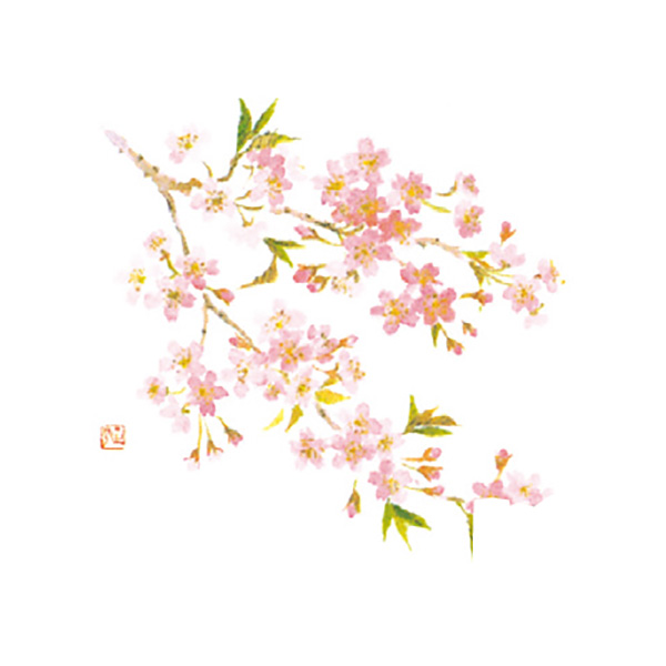 桜